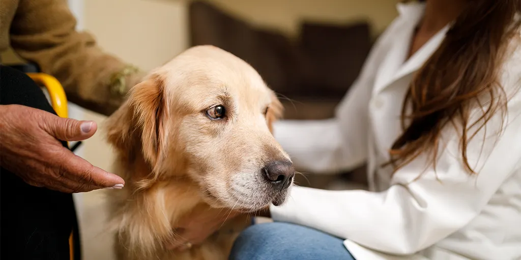 Exploring the Therapeutic Role of Service Dogs in Anxiety Management